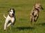 Flyvende hunde
