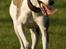 Flyvende hunde