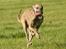 Flyvende hunde
