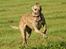 Flyvende hunde