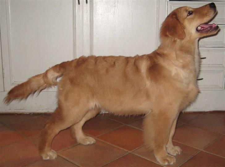 Cha cha knap 5 måneder gammel - Hovedet lidt højt og de ene bagben er ikke helt på plads.. men øvelse gør mester billede 1