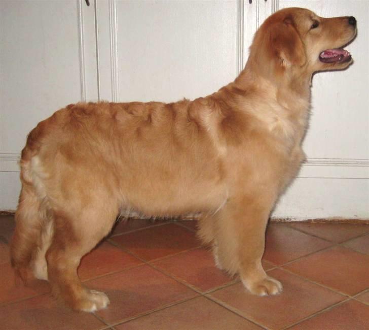 Cha cha knap 5 måneder gammel - Hovedet lidt bedre men igen driller bagbenet.. vi ska nok komme efter det he he.. billede 2