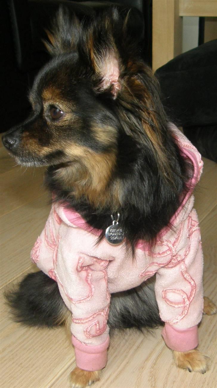 Hjemmelavet Hundetøj billede 23