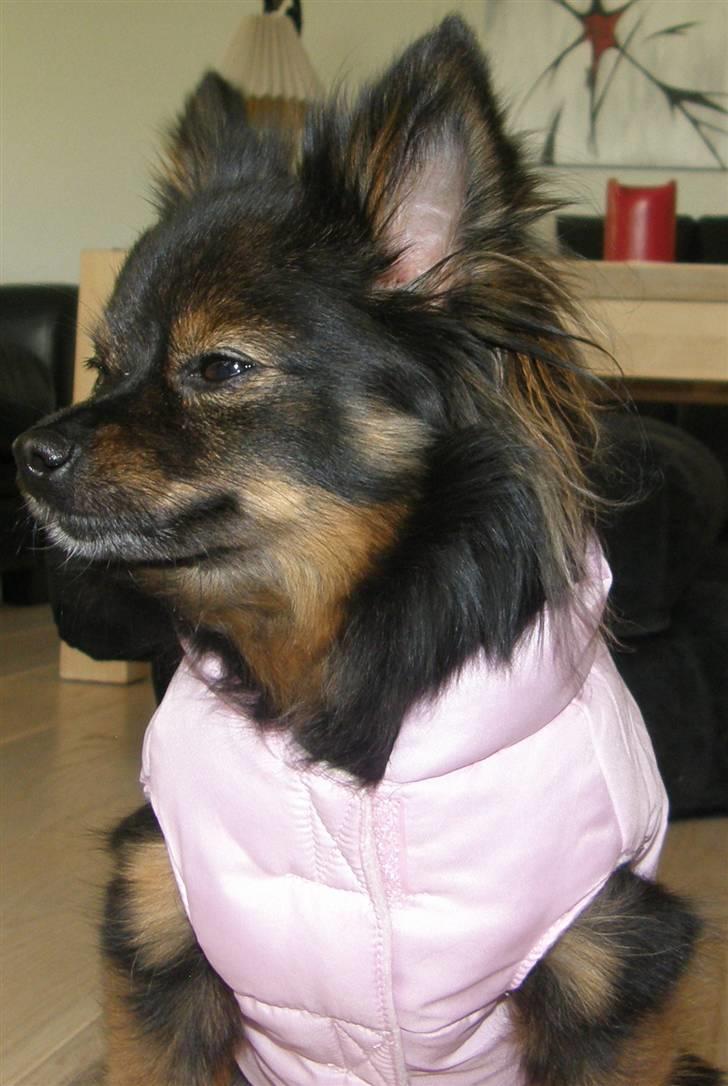 Hjemmelavet Hundetøj billede 30