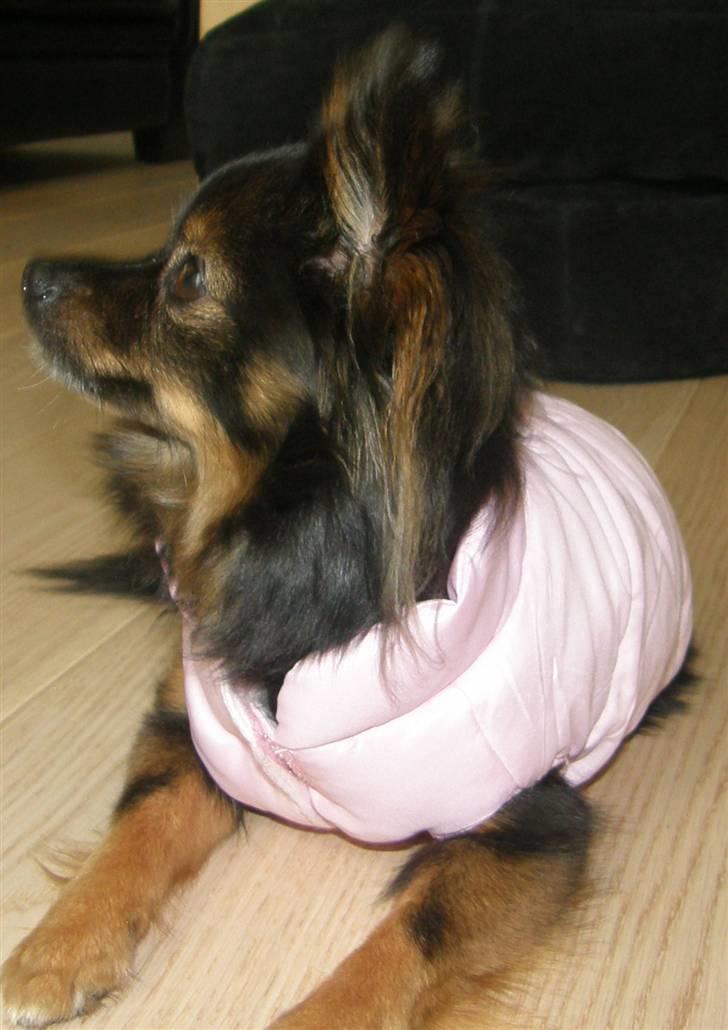 Hjemmelavet Hundetøj billede 31