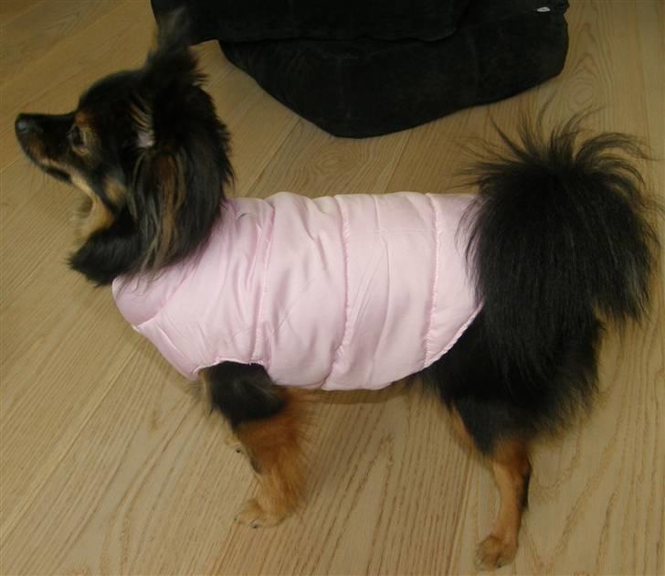 Hjemmelavet Hundetøj billede 33