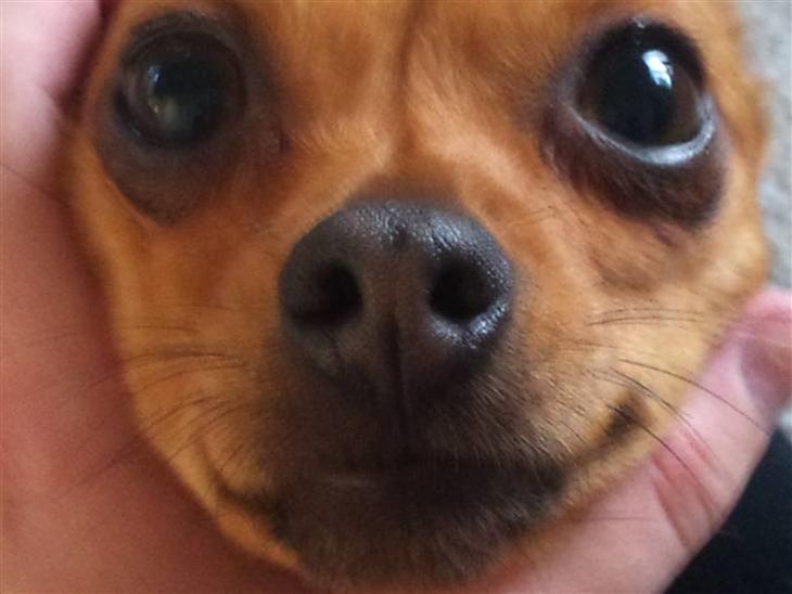 {{currentPhoto.altText}} billede {{currentPhoto.number}}