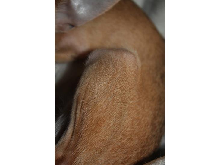 {{currentPhoto.altText}} billede {{currentPhoto.number}}