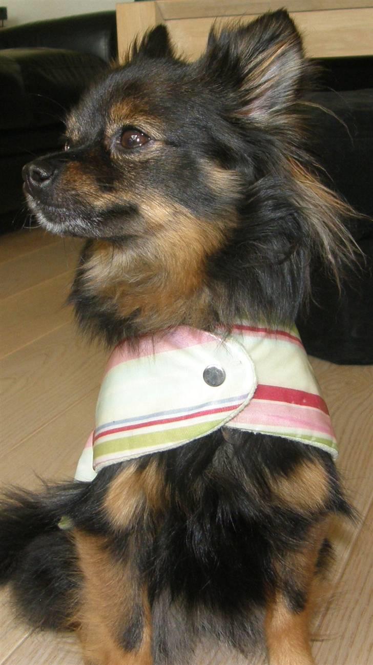 Hjemmelavet Hundetøj billede 40