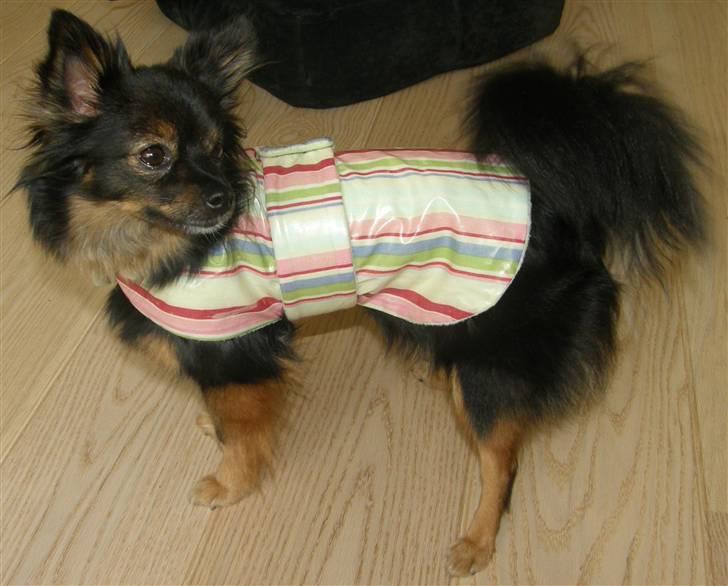 Hjemmelavet Hundetøj billede 41