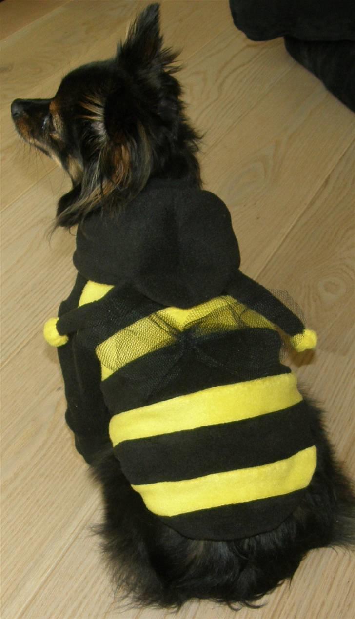 Hjemmelavet Hundetøj billede 42