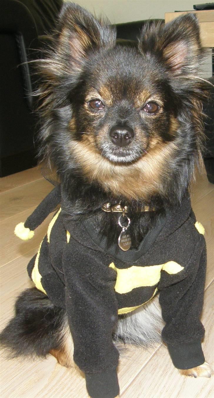 Hjemmelavet Hundetøj billede 43