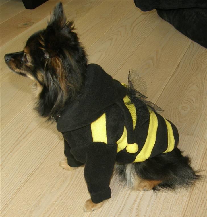 Hjemmelavet Hundetøj billede 44