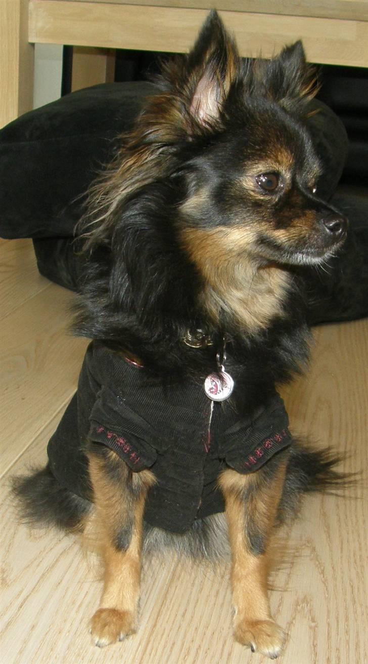 Hjemmelavet Hundetøj billede 45