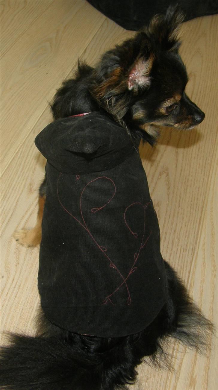 Hjemmelavet Hundetøj billede 47