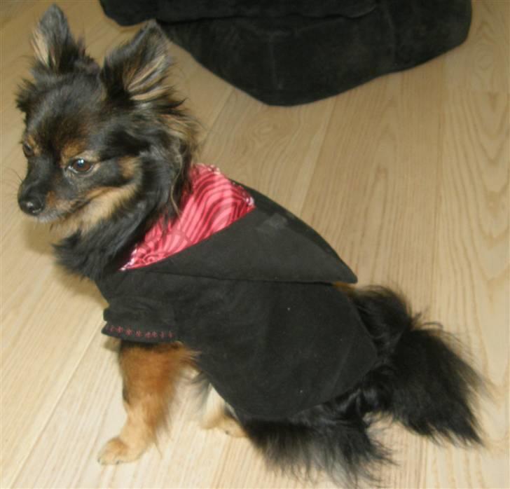 Hjemmelavet Hundetøj billede 48