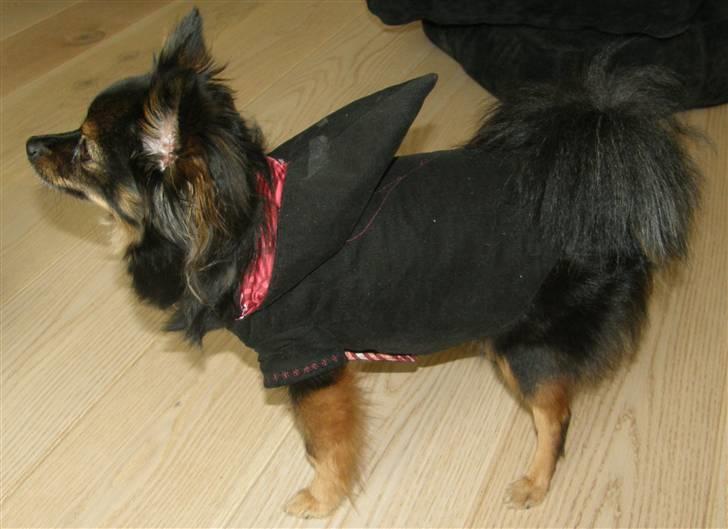Hjemmelavet Hundetøj billede 49