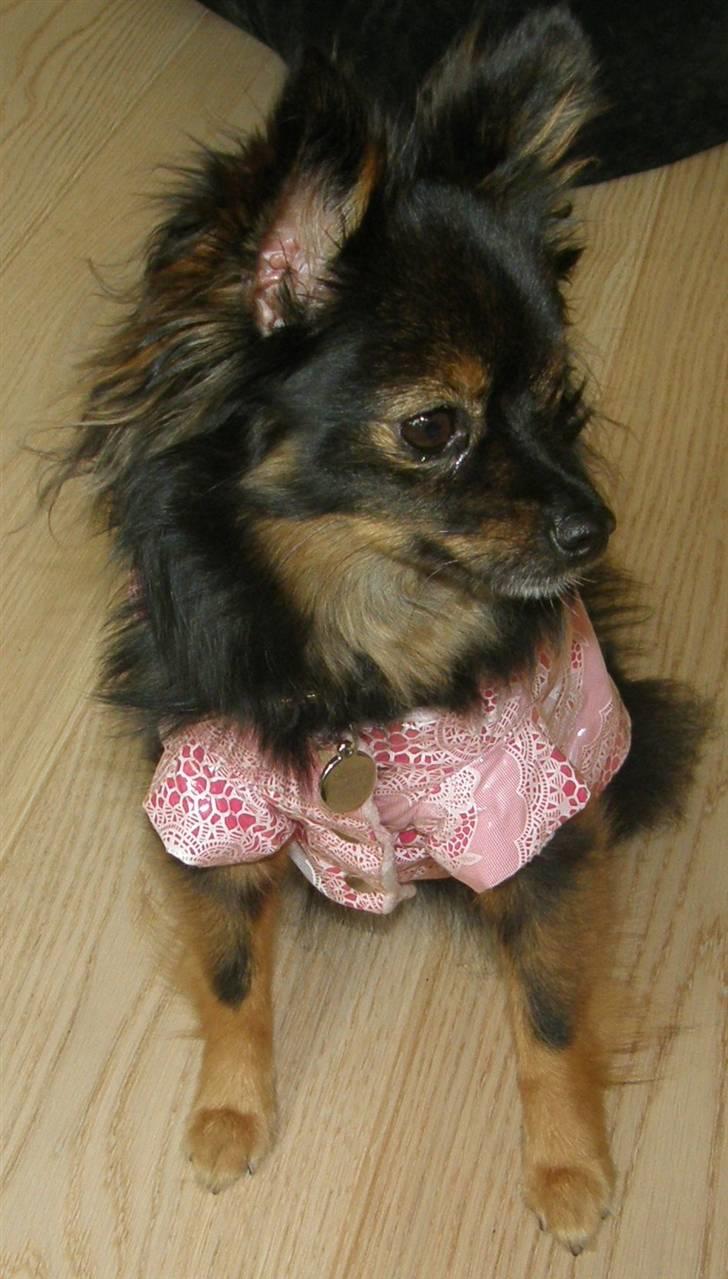 Hjemmelavet Hundetøj billede 50