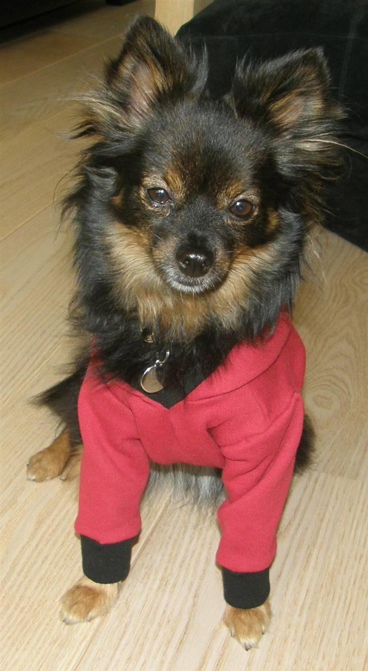 Hjemmelavet Hundetøj billede 54