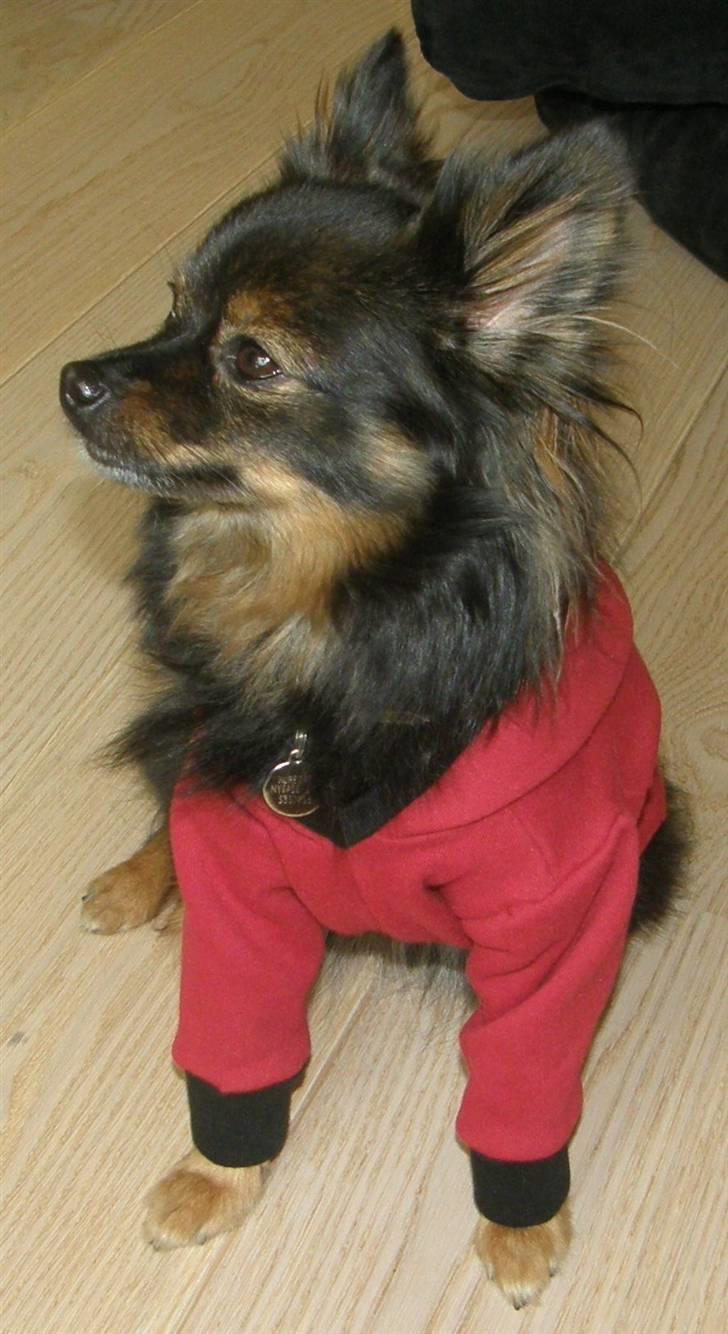 Hjemmelavet Hundetøj billede 55