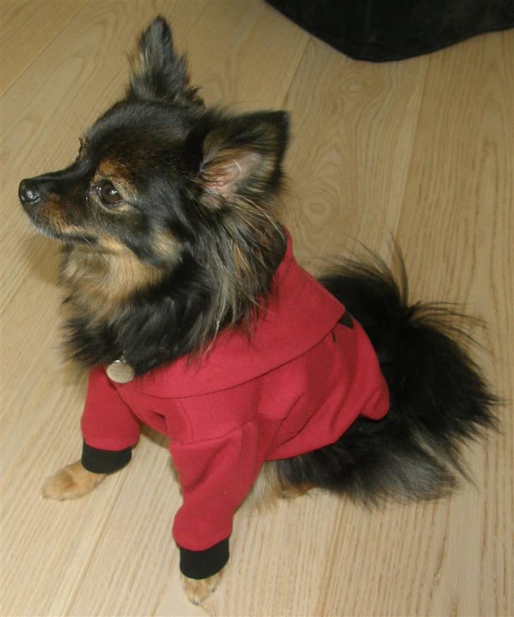 Hjemmelavet Hundetøj billede 57