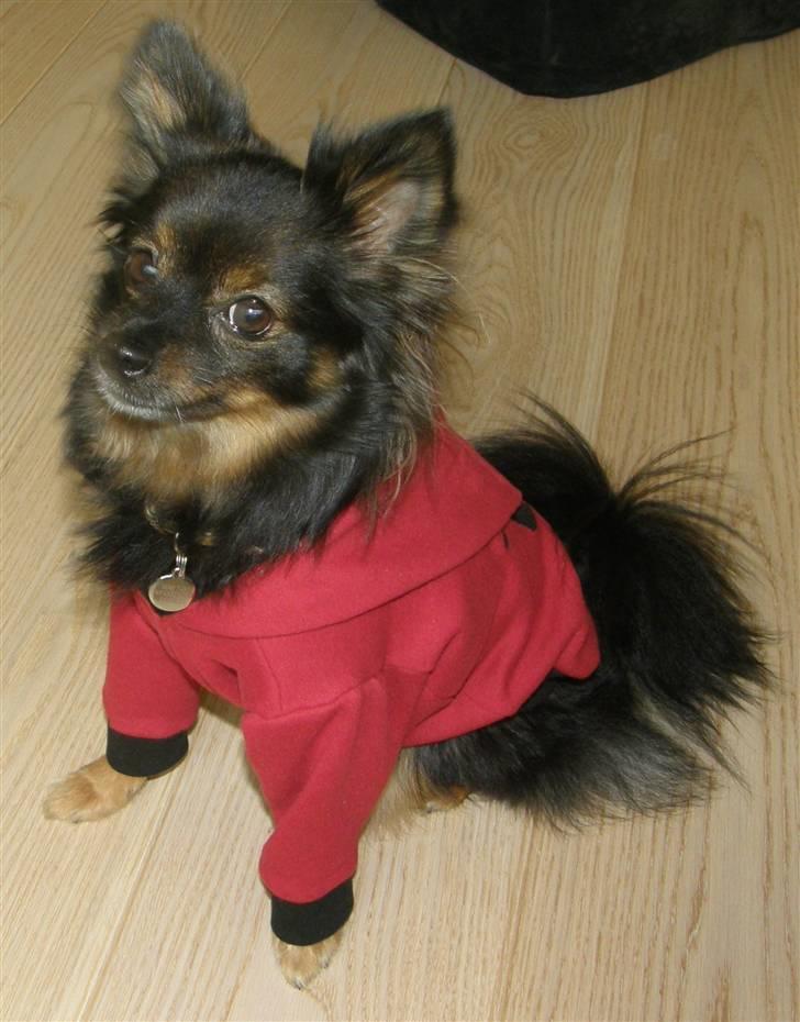 Hjemmelavet Hundetøj billede 58