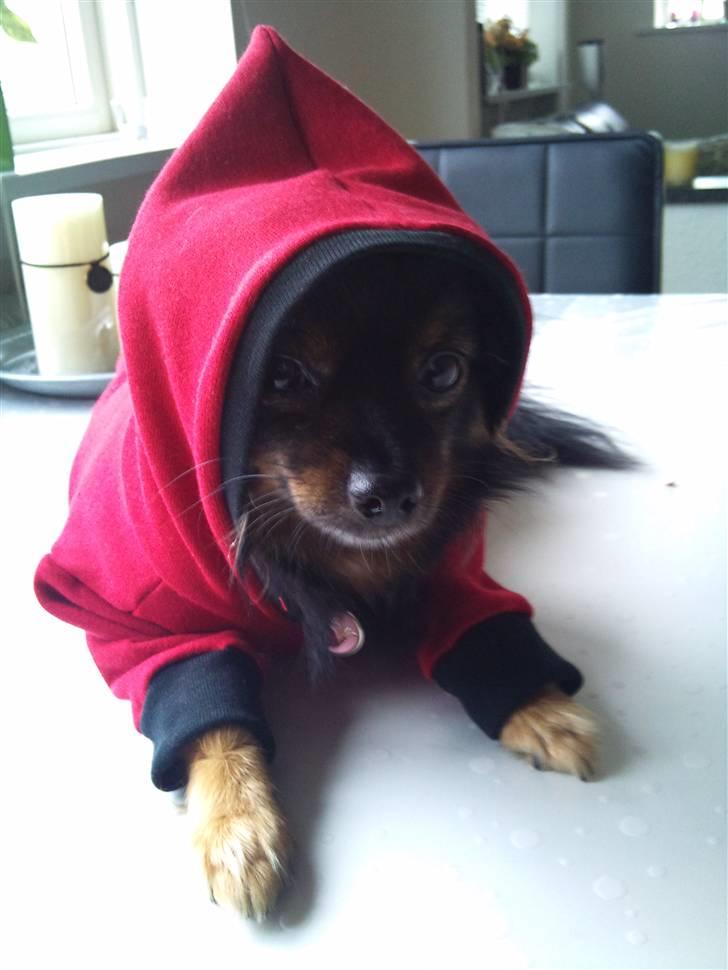 Hjemmelavet Hundetøj billede 59