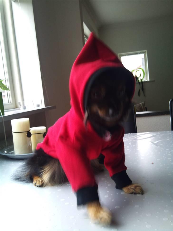 Hjemmelavet Hundetøj billede 60