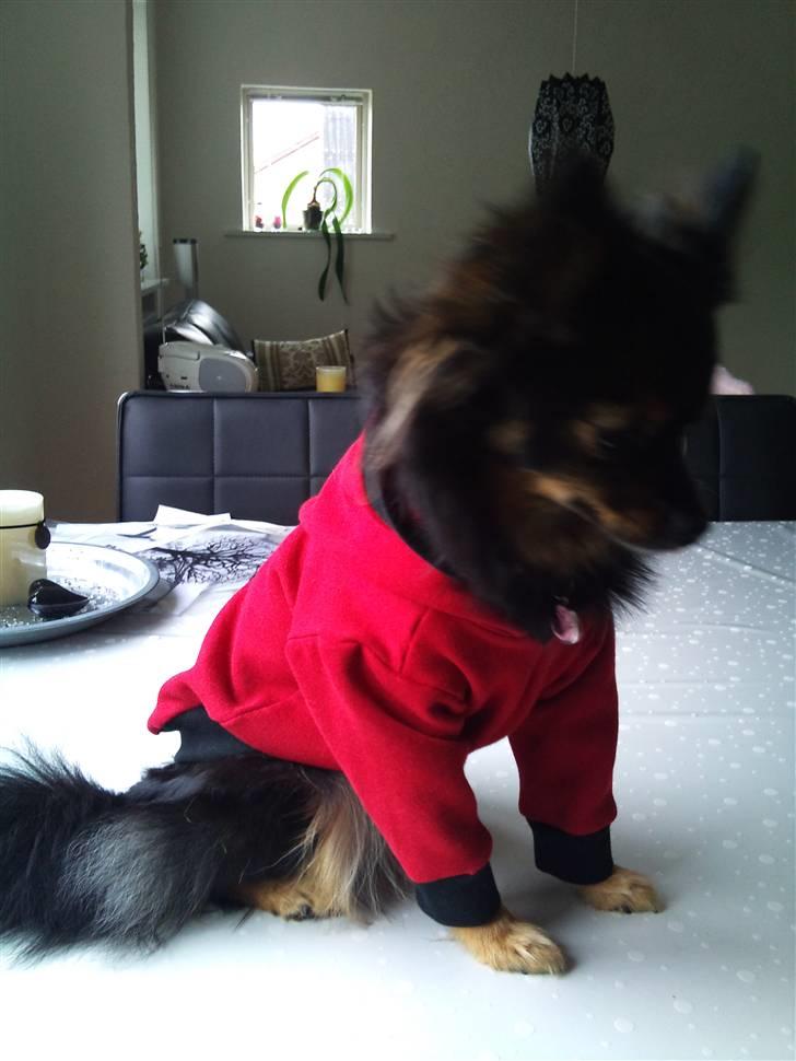 Hjemmelavet Hundetøj billede 62
