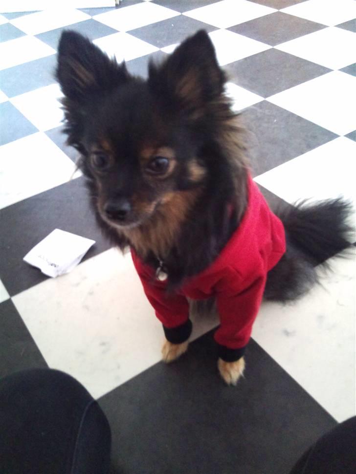 Hjemmelavet Hundetøj billede 63