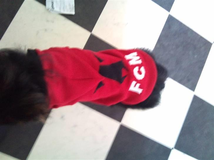 Hjemmelavet Hundetøj billede 64