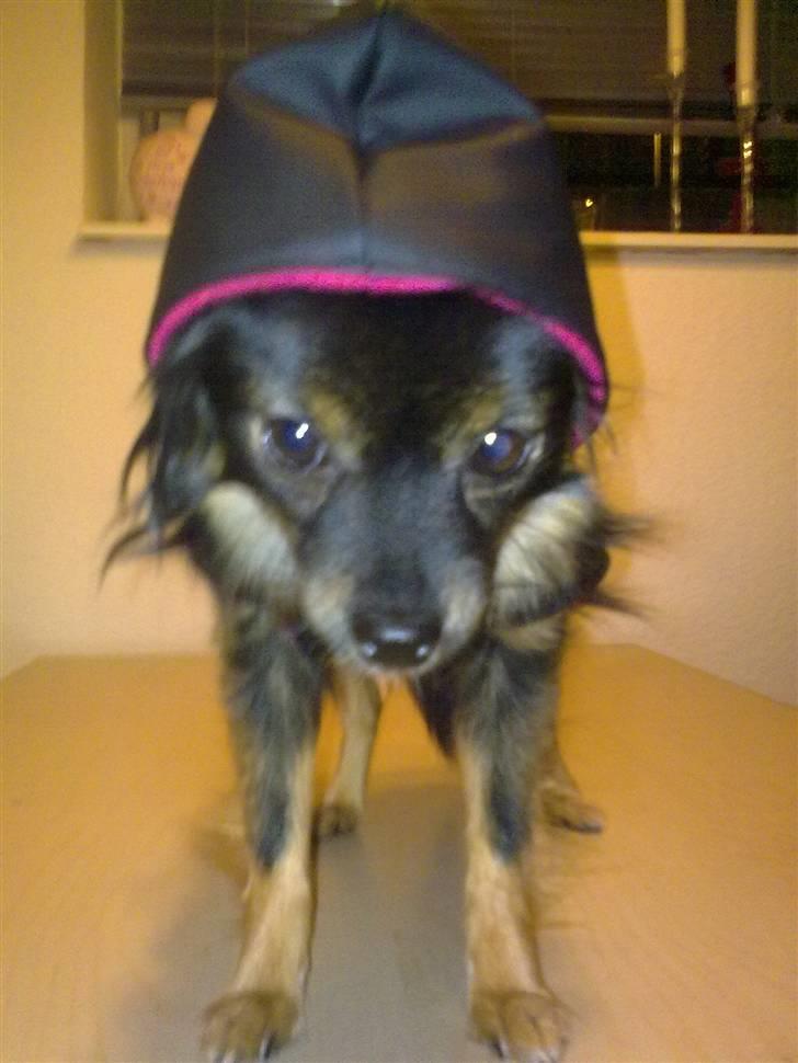 Hjemmelavet Hundetøj billede 88