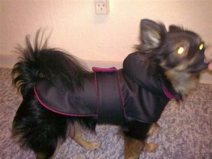 Hjemmelavet Hundetøj billede 92