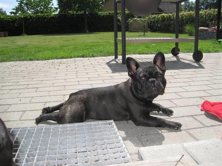 Frække Frida :) - Jah... Lækker skal man jo være, nu når solen skinner ;) billede 1