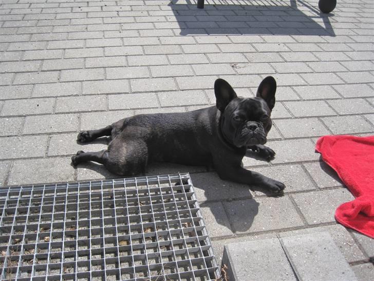 Frække Frida :) billede 2