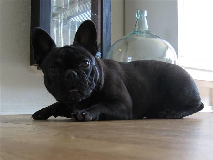 Frække Frida :) billede 3