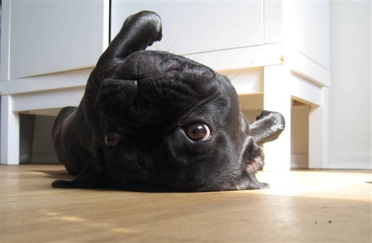 Frække Frida :) - Min mor sys jeg er en lille fjolle trold.. :) billede 4