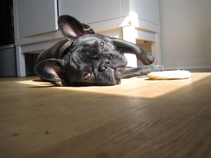 Frække Frida :) - Snupper li en morfar i solen sammen med mit tyggeben selvfølgelig :) billede 5