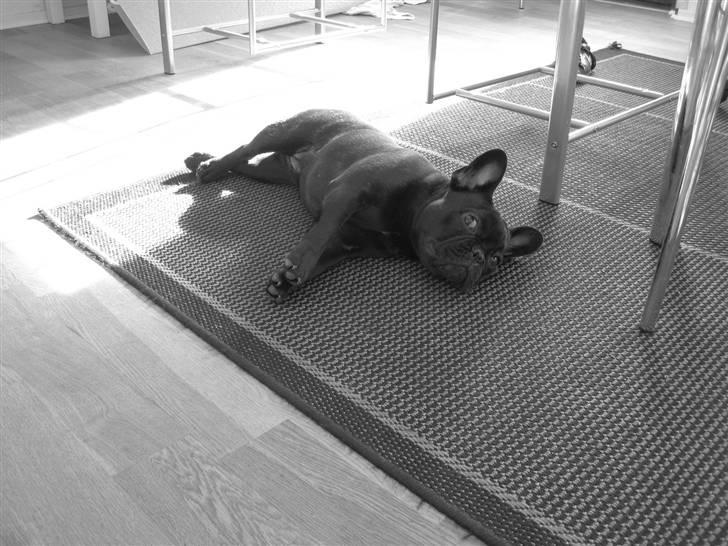 Frække Frida :) billede 6