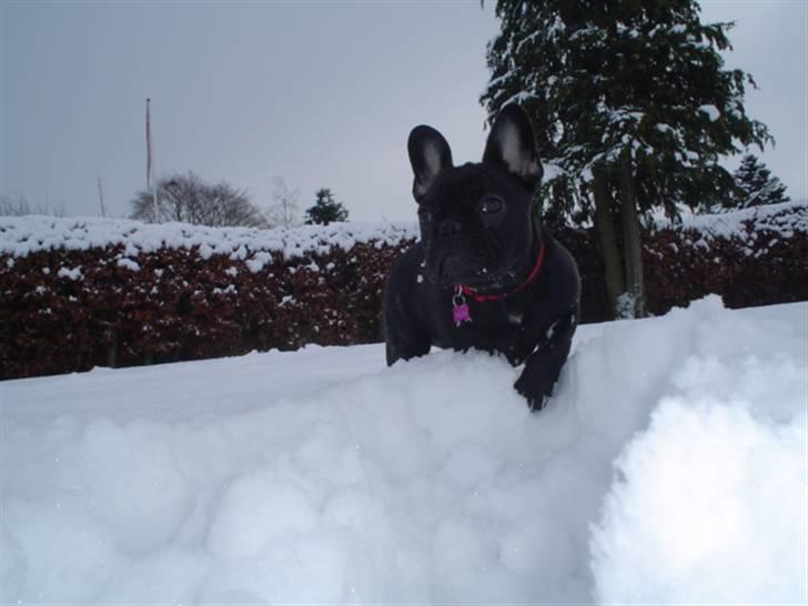 Frække Frida :) billede 8