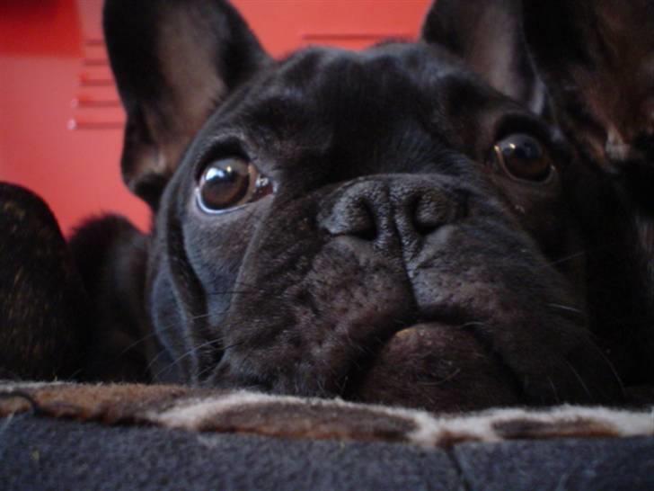 Frække Frida :) billede 9