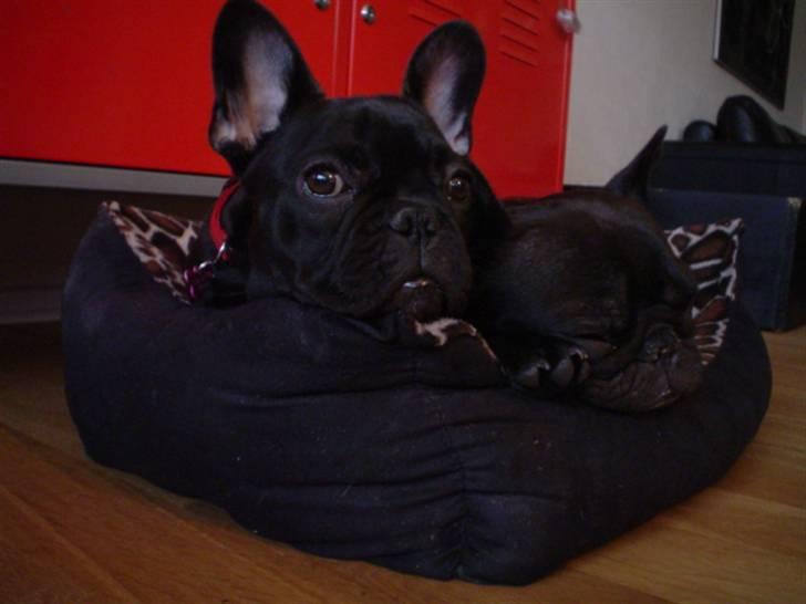 Frække Frida :) - Her ku' jeg li være da... :) billede 11