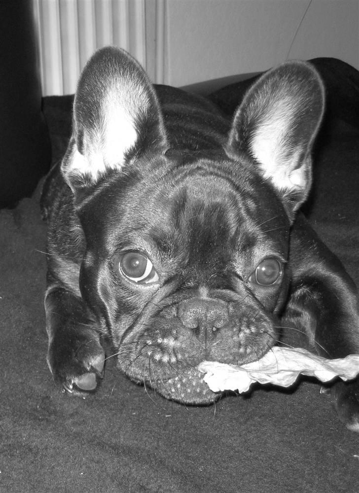 Frække Frida :) billede 12