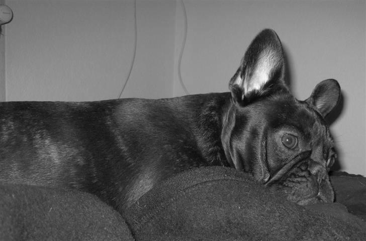 Frække Frida :) billede 14