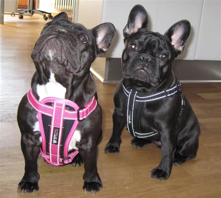 Frække Frida :) billede 15