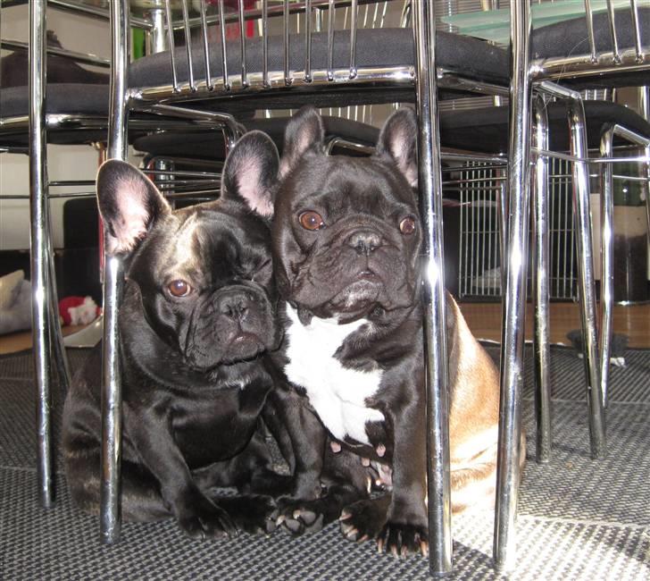 Frække Frida :) billede 16