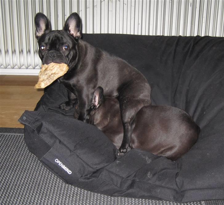 Frække Frida :) billede 17