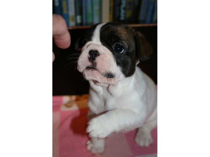 {{currentPhoto.altText}} billede {{currentPhoto.number}}