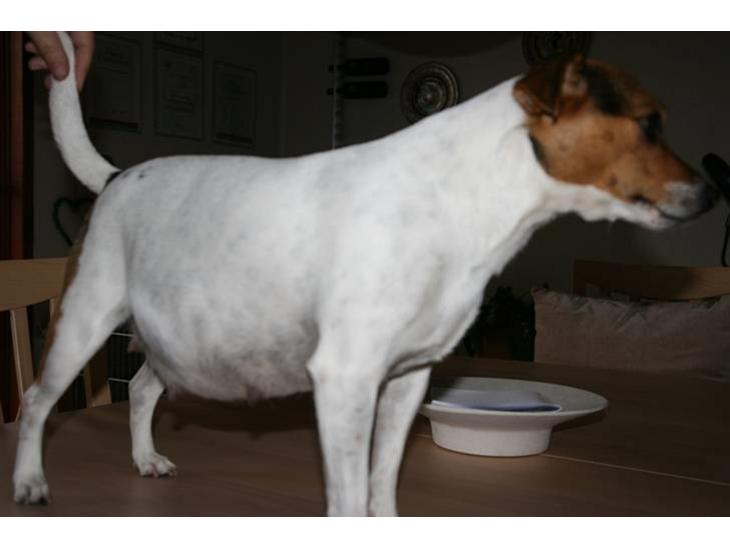 {{currentPhoto.altText}} billede {{currentPhoto.number}}