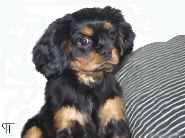 Tegninger af andres hunde - Cavalier king charles spaniel Sally. billede 320